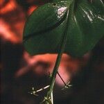Malaxis unifolia Kvet
