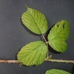 Rubus koehleri 葉