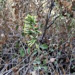 Brickellia californica Flower