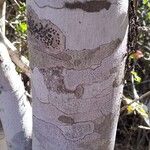 Olax dissitiflora Bark
