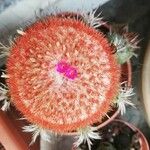 Melocactus intortus Λουλούδι