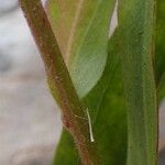 Erigeron alpinus Azala