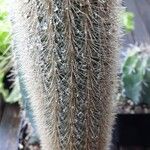 Cleistocactus variispinus List