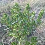 Euclea racemosa Hostoa