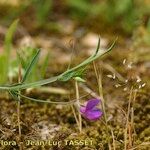 Lathyrus angulatus Other