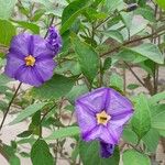 Solanum laciniatumÇiçek