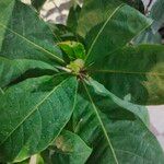 Terminalia catappa পাতা