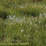 Trichophorum alpinum Pokrój