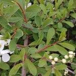 Exochorda racemosa Hoja