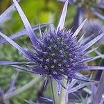 Eryngium bourgatii Λουλούδι