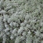 Artemisia schmidtiana অভ্যাস