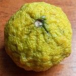 Citrus hystrix Frucht