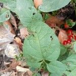 Solanum dulcamara Liść