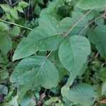 Toxicodendron radicans 葉