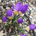 Crocus sieberi Habitus