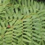 Osmunda regalis Blad