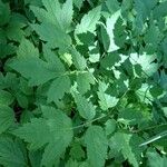 Actaea racemosa Blatt