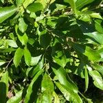 Salix atrocinerea Fulla