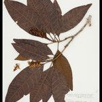 Byrsonima crispa Hoja