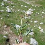 Astragalus depressus Хабит