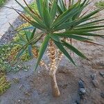 Yucca aloifolia ഇല