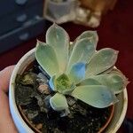 Echeveria elegans Leaf