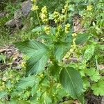 Mercurialis annua Хабит