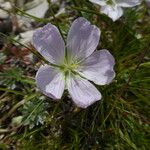 Geranium argenteum Цвят