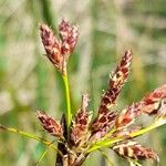 Schoenoplectus californicus Flower