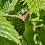 Ulmus glabra Corteccia