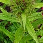 Dianthus barbatus Leaf