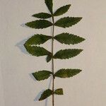 Rhus coriaria Otro