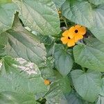 Thunbergia alata Vivejo