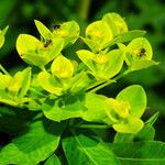 Euphorbia illirica Flower