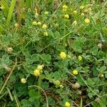 Medicago lupulina Pokrój