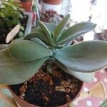 Crassula cotyledonis Folio