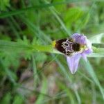 Ophrys fuciflora മറ്റ്