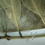Endlicheria pyriformis Máis