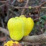 Chaenomeles speciosa Fruitua