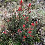 Castilleja fissifolia Habit