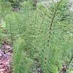 Equisetum telmateia Hoja