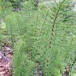 Equisetum telmateia Folha