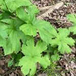 Hydrastis canadensis Leaf