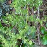 Asparagus aphyllus Habit