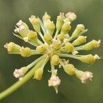 Seseli peucedanoides Flor