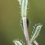 Lithodora hispidula Leaf