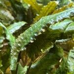 Cryptocoryne wendtii ഇല