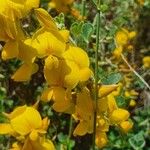 Crotalaria emarginella Flor