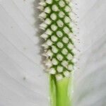 Spathiphyllum montanum Meyve