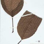 Pourouma ovata Hoja